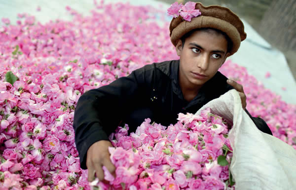 Garoto afegão carrega saco com rosas damascenas para produção de fragrâncias.
