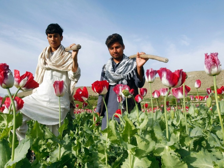 Homens colhem flores de papoula em Jalalabad, no leste do Afeganistão. 